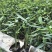 再力花水生植物绿化类植物基地直发