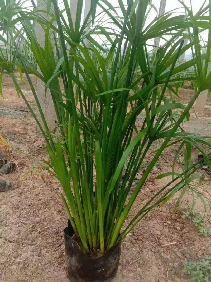 旱伞草多年生水生植物绿化苗木基地直发