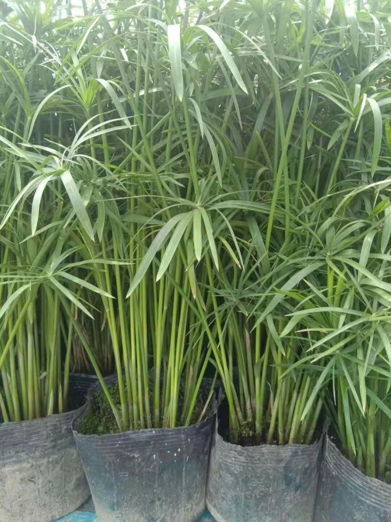 旱伞草多年生水生植物绿化苗木基地直发