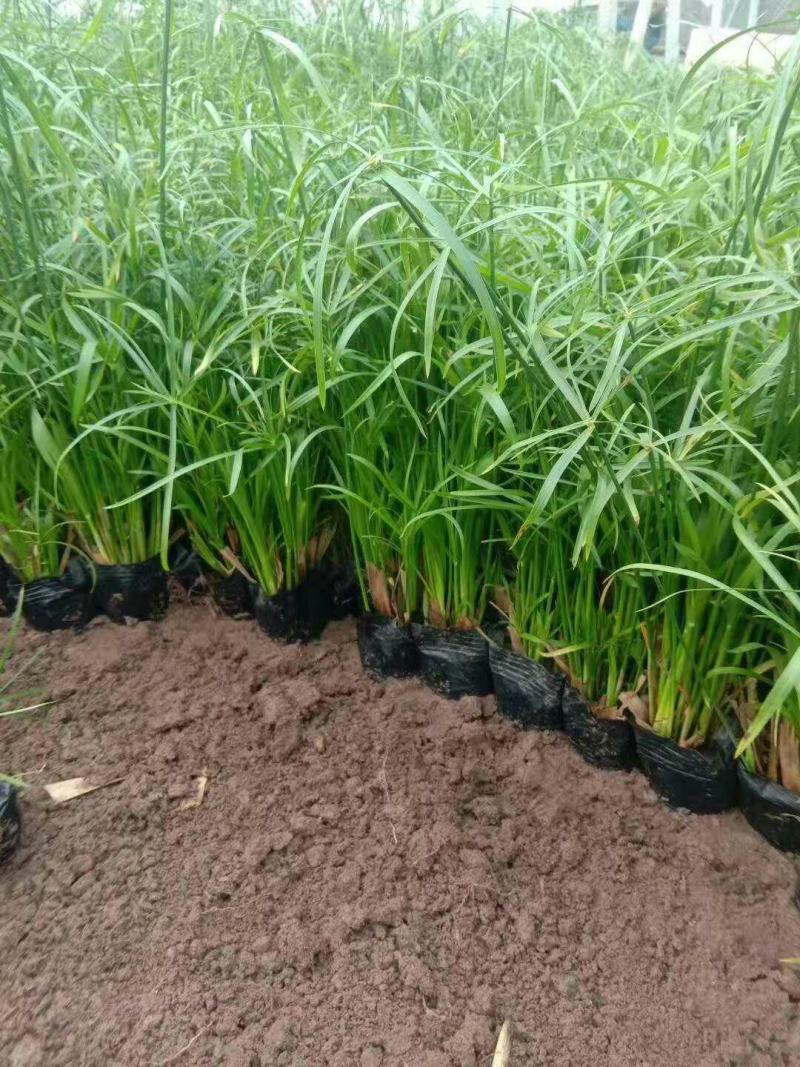旱伞草多年生水生植物绿化苗木基地直发