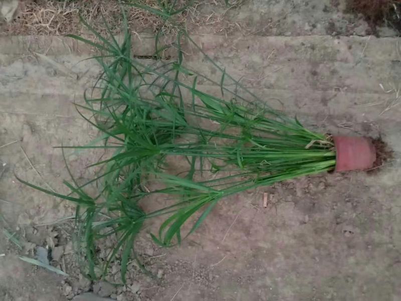 旱伞草多年生水生植物绿化苗木基地直发