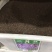 二月兰种子耐寒耐阴秋季播种波斯菊多年生园艺绿化景观花卉