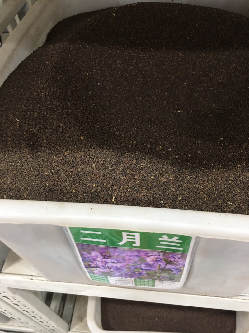 二月兰种子耐寒耐阴秋季播种波斯菊多年生园艺绿化景观花卉