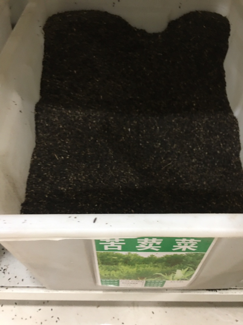 牧草种子四季花芽苦麦菜种子苦荬菜苦麻菜种子苦麥菜高产