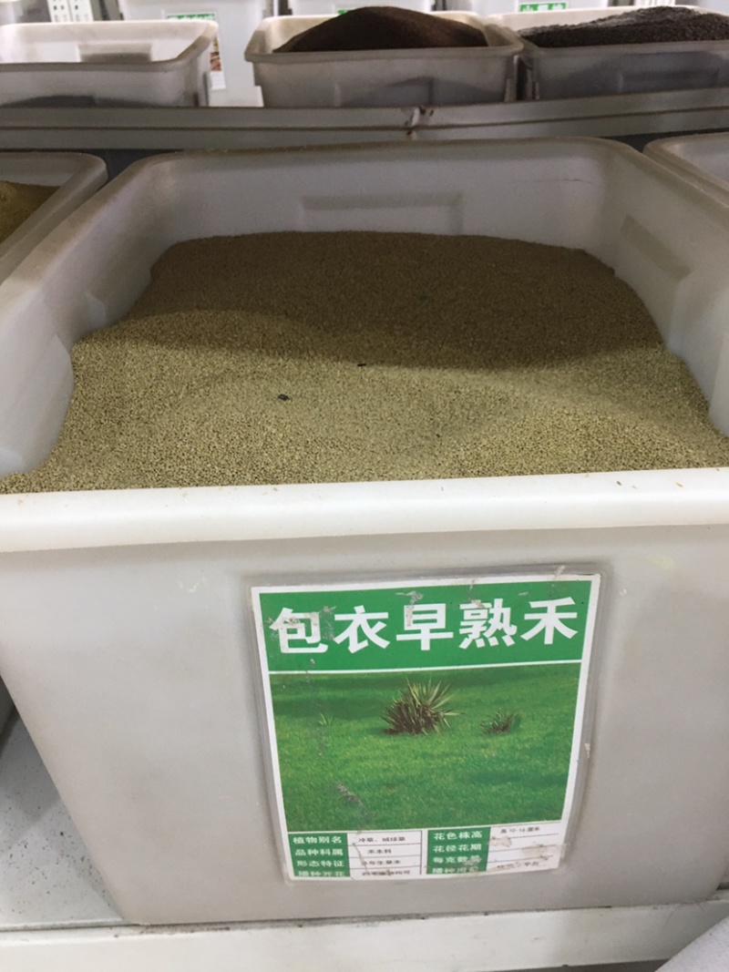草地早熟禾种子草坪种子四季青草种庭院绿化草皮草籽低矮