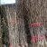 枣树苗活苗沾化冬枣特大盆栽地栽嫁接苗南方北方种植当年结果