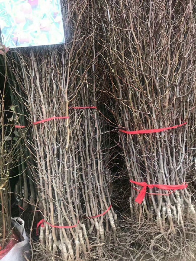 枣树苗活苗沾化冬枣特大盆栽地栽嫁接苗南方北方种植当年结果