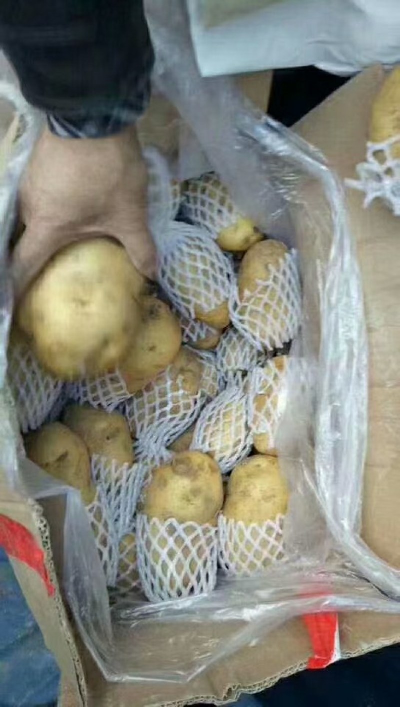 山东省沂水优质荷兰十五土豆产地直售需要的联系