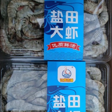 国产大虾，大小型号齐全