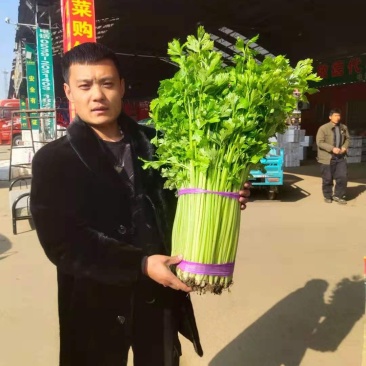 芹菜小香芹玻璃脆大量上市质量很好价格不高需要的联系