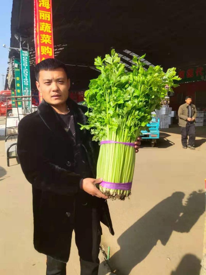 芹菜小香芹玻璃脆大量上市质量很好价格不高需要的联系