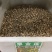旱金莲种子旱金莲种子旱荷花籽四季易种室内阳台庭院种