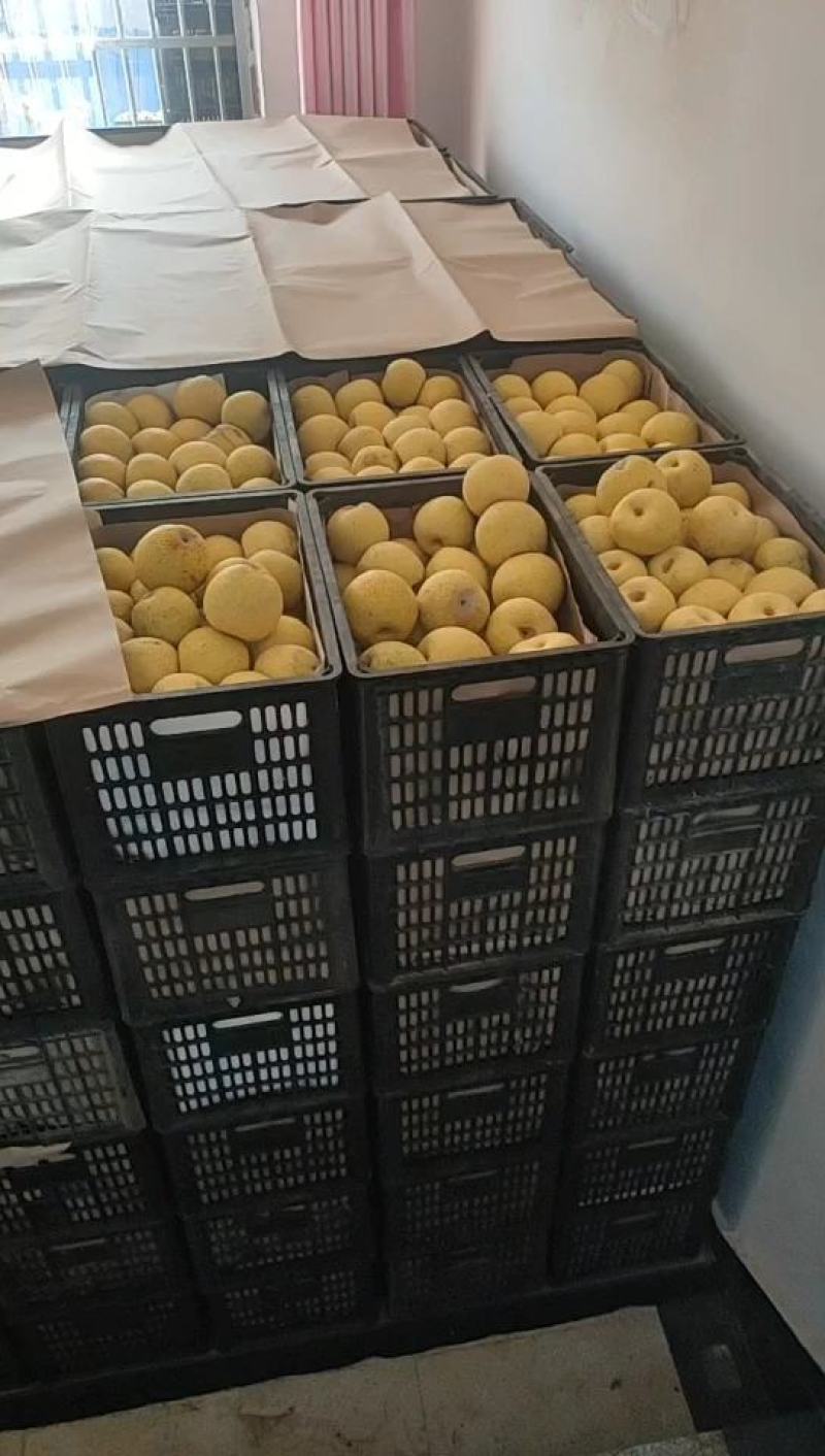 砀山精品酥梨百年老树，半斤以上，甘甜多汁耐运输，质量保证
