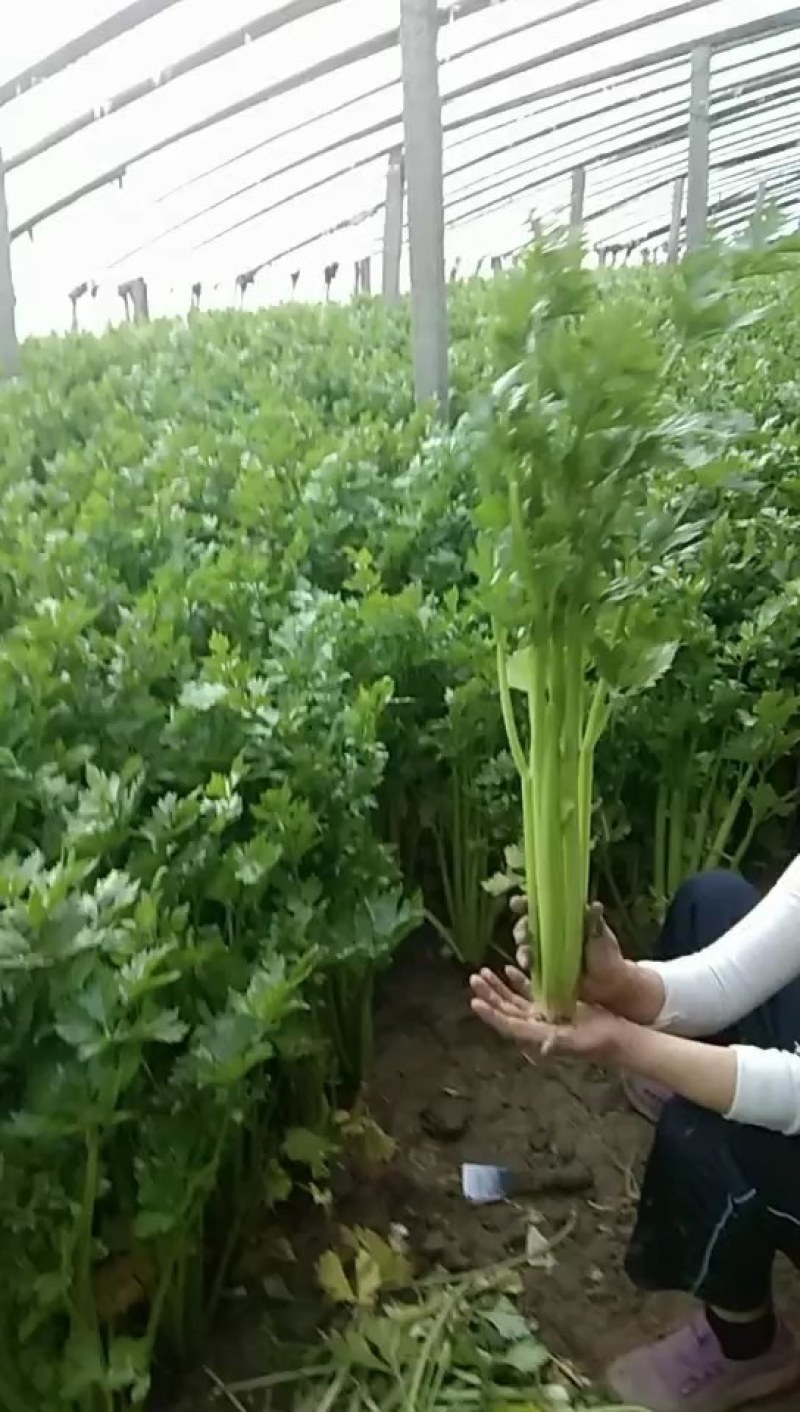 正宗法国皇后西芹正在热销中……
