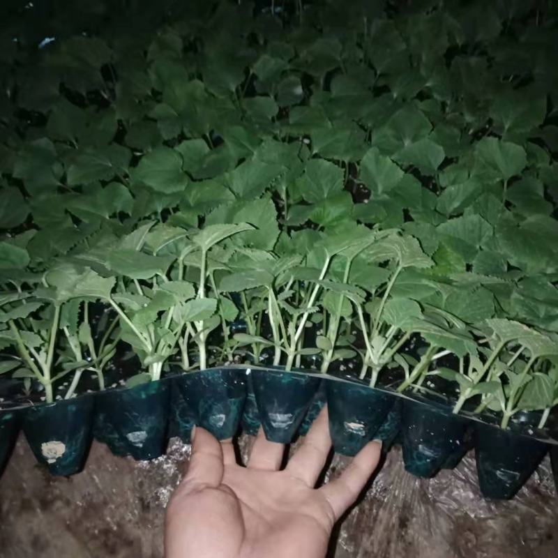 优质美浓香瓜嫁接苗，基地直发，质量保障，可视频看货