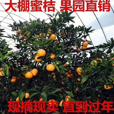 宫川蜜桔大棚口感好无渣，对接团购，商超代发