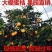 宫川蜜桔大棚口感好无渣，对接团购，商超代发