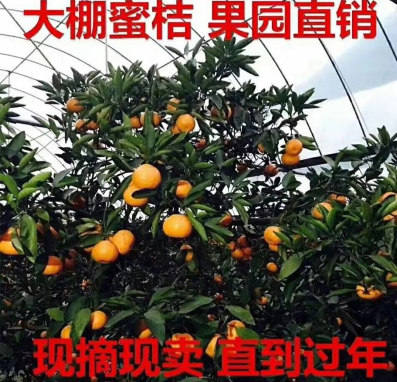 宫川蜜桔大棚口感好无渣，对接团购，商超代发