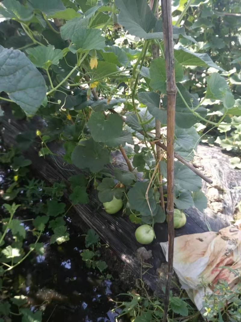 优质美浓香瓜嫁接苗，基地直发，质量保障，可视频看货