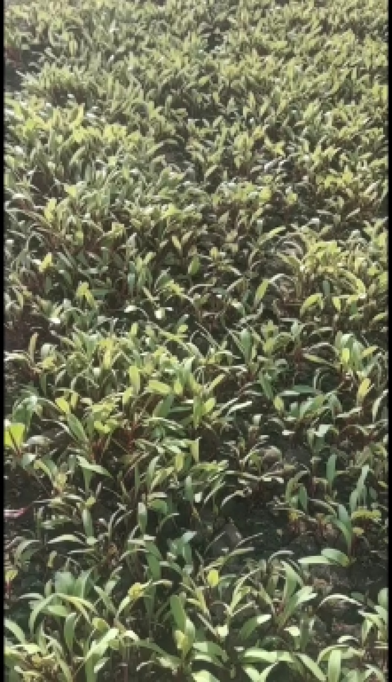 基地直销各种盘饰花草