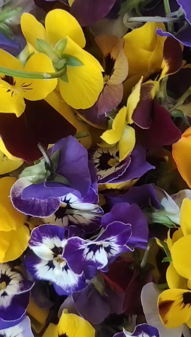 基地直销各种盘饰花草