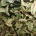 基地直销各种盘饰花草