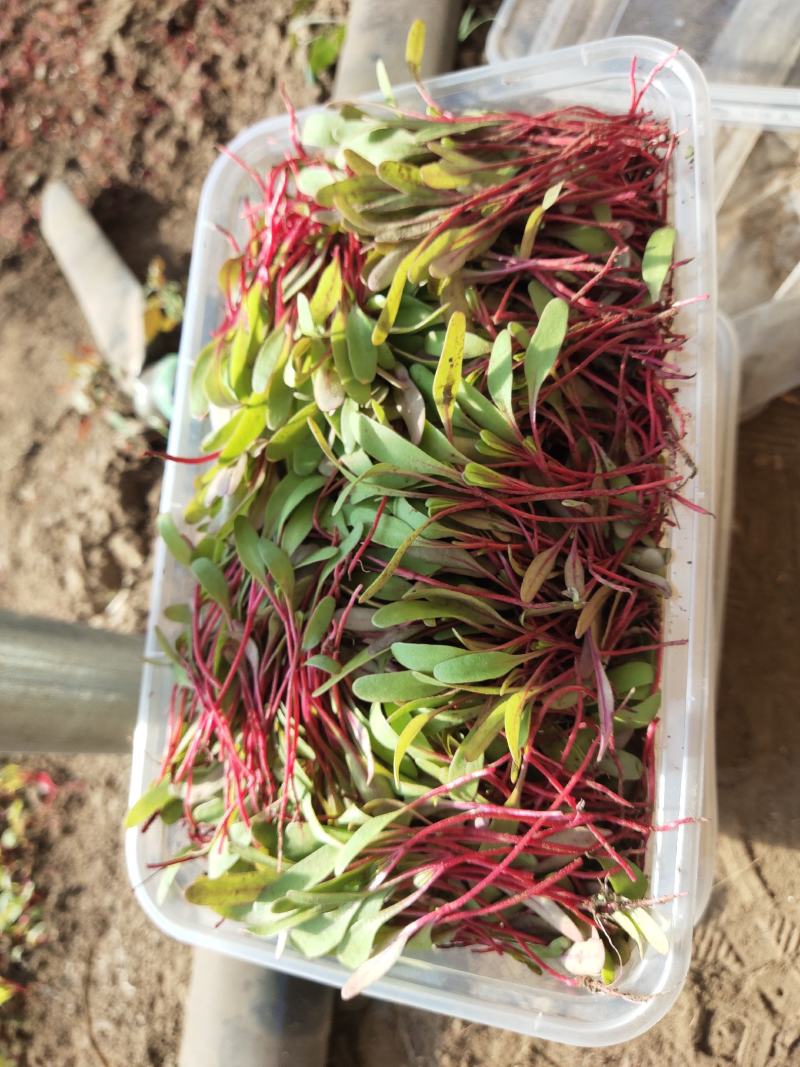 基地直销各种盘饰花草
