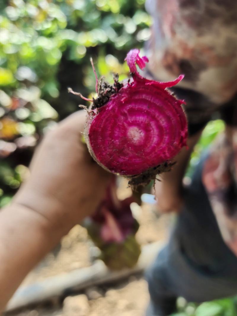 基地直销各种盘饰花草