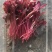 基地直销各种盘饰花草