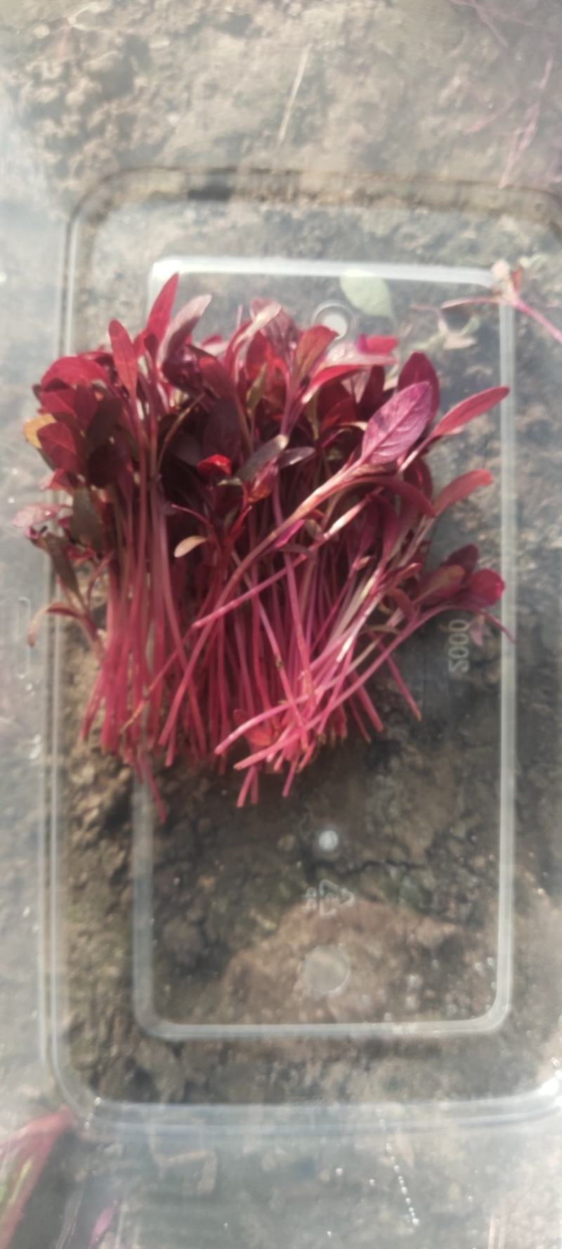 基地直销各种盘饰花草