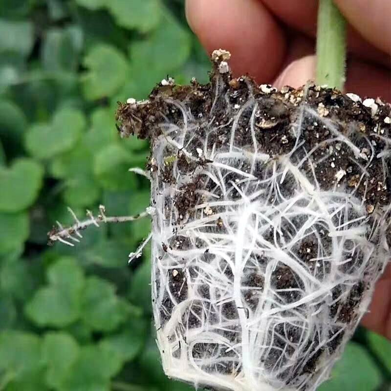 【精选】优质黑美人西瓜嫁接苗，基地种植直发，质量保证