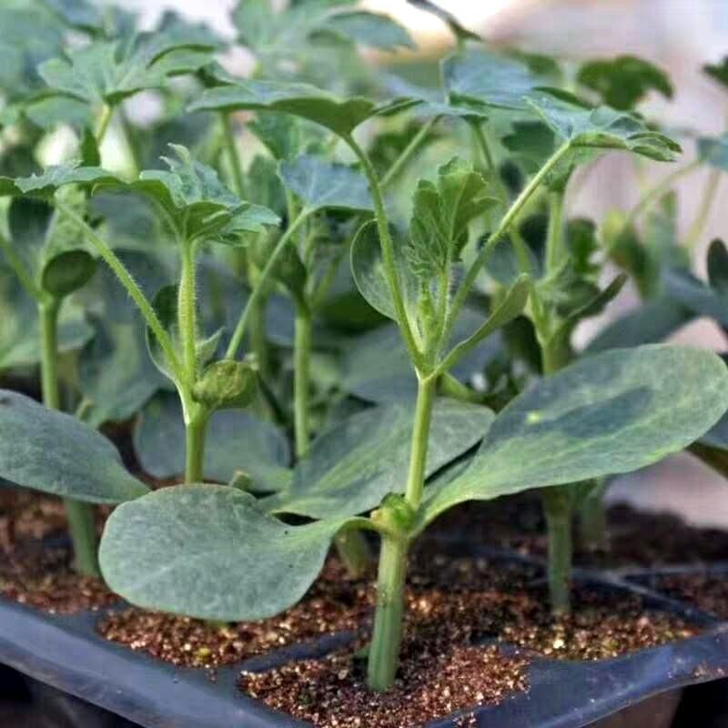 【精选】优质黑美人西瓜嫁接苗，基地种植直发，质量保证
