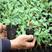 【精选】优质甜王西瓜种苗，基地种植质量保证，欢迎老板采购