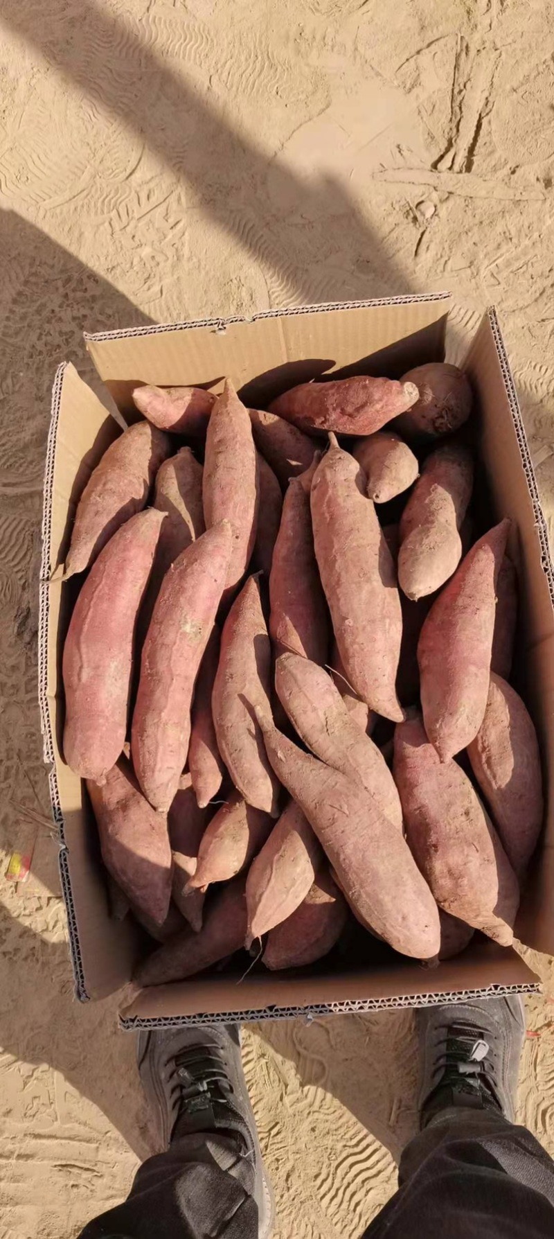 黑土地精品西瓜红，烤蜜薯，口感软糯香甜！