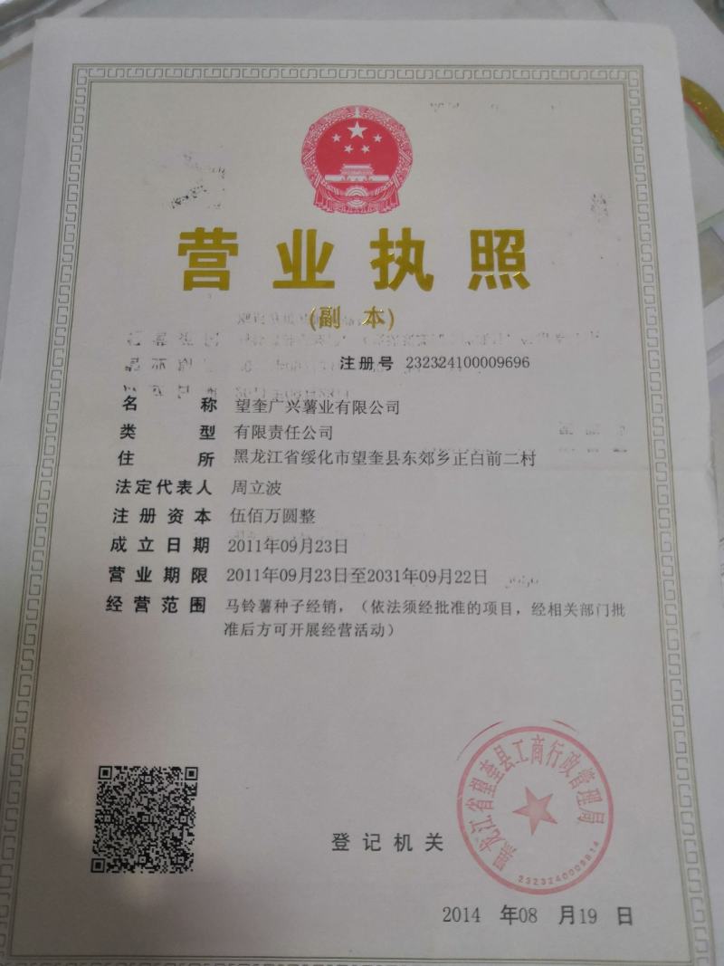 脱毒种薯荷兰十五荷兰七荷兰806原种抗病高产耐储存