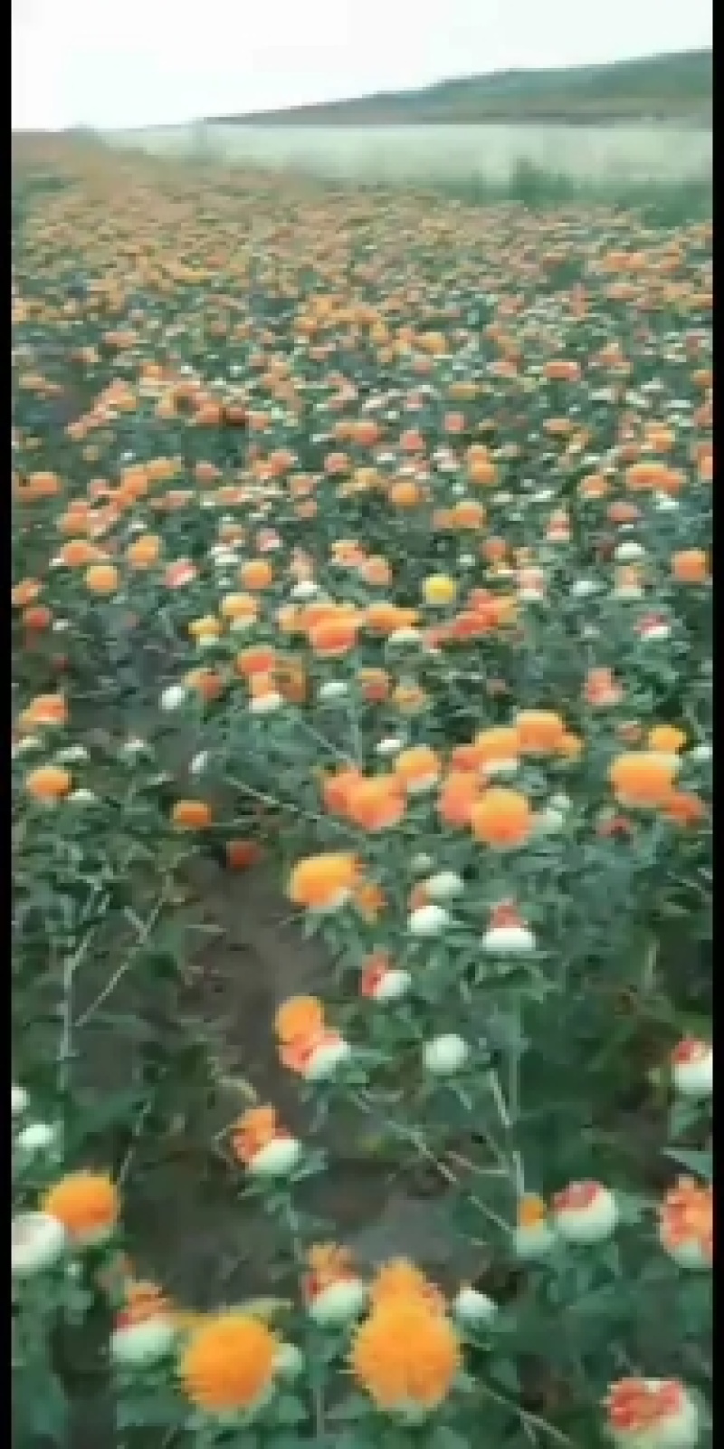 无刺红花，欢迎采购！