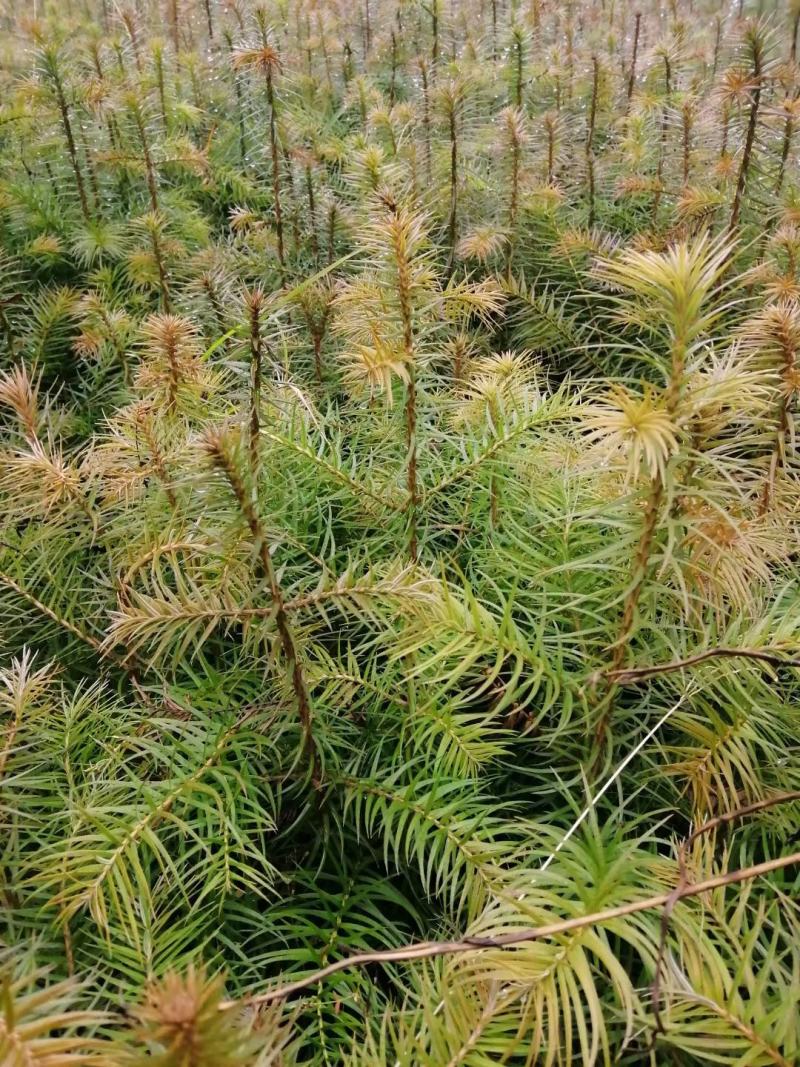 绿化苗木，杉树苗造林绿化，荒山造林，退耕还林欢迎来电