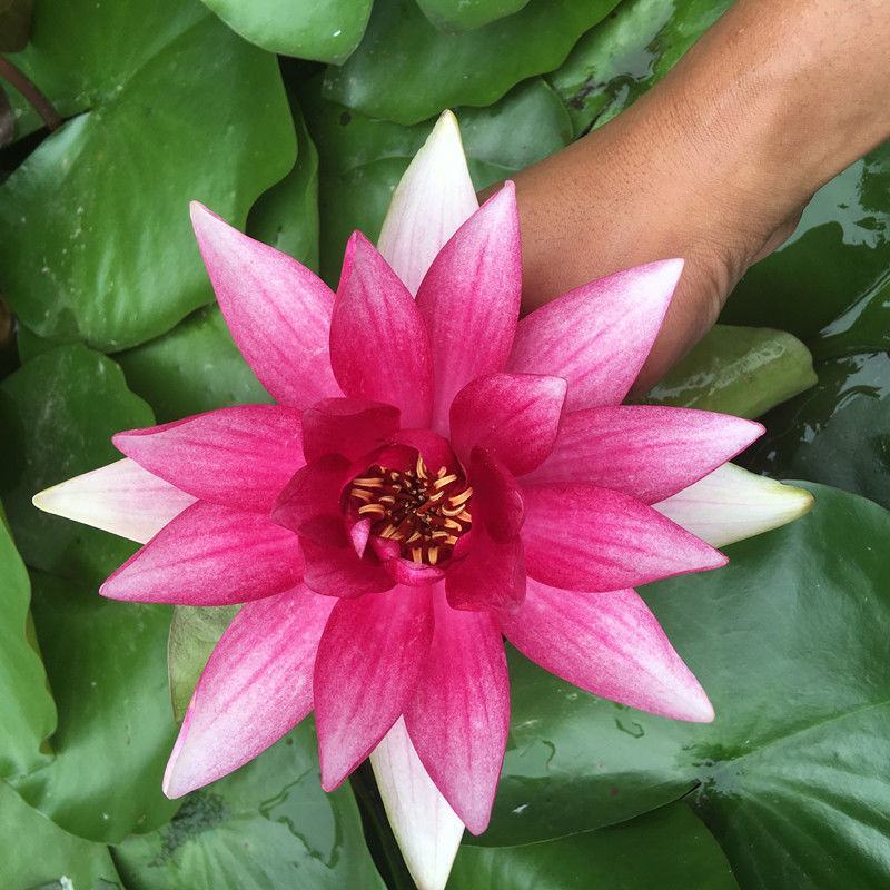 【颗颗带芽】香水睡莲花池塘水缸大睡莲根块花卉水培四季开花