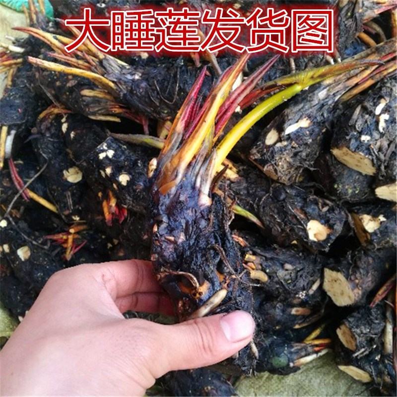 【颗颗带芽】香水睡莲花池塘水缸大睡莲根块花卉水培四季开花