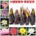 【颗颗带芽】香水睡莲花池塘水缸大睡莲根块花卉水培四季开花