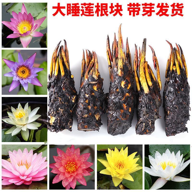 【颗颗带芽】香水睡莲花池塘水缸大睡莲根块花卉水培四季开花