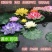 【颗颗带芽】香水睡莲花池塘水缸大睡莲根块花卉水培四季开花