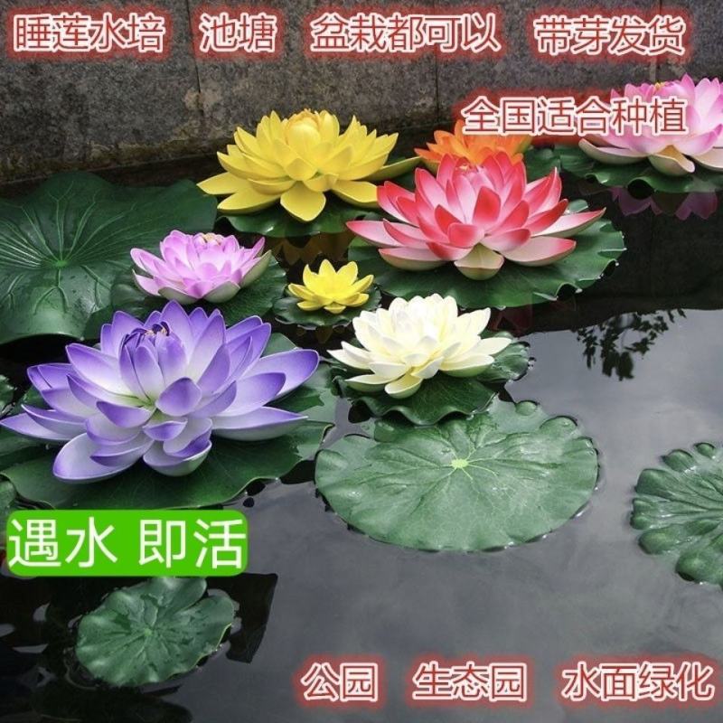 【颗颗带芽】香水睡莲花池塘水缸大睡莲根块花卉水培四季开花