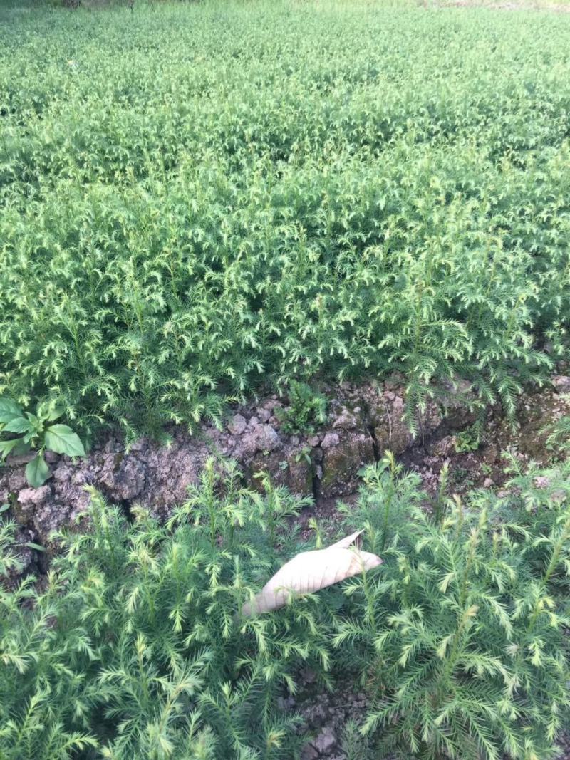 绿化苗木，杉树苗造林绿化，荒山造林，退耕还林欢迎来电