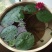 【颗颗带芽】香水睡莲花池塘水缸大睡莲根块花卉水培四季开花