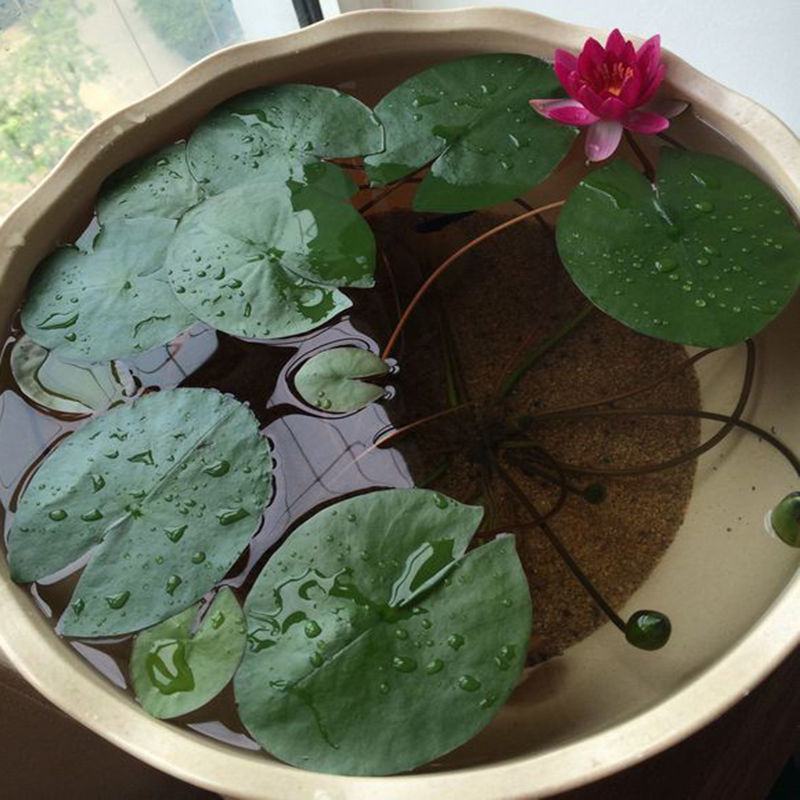 【颗颗带芽】香水睡莲花池塘水缸大睡莲根块花卉水培四季开花