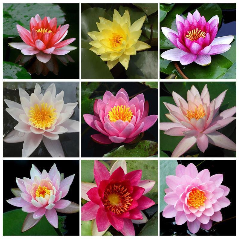 【颗颗带芽】香水睡莲花池塘水缸大睡莲根块花卉水培四季开花