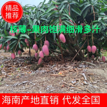 来自北纬18度°海南省-三亚市-热带水果贵妃芒果