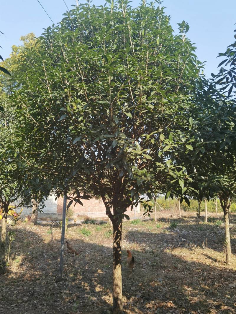 丹桂10公分20公分假植苗，地苗价格面议精准