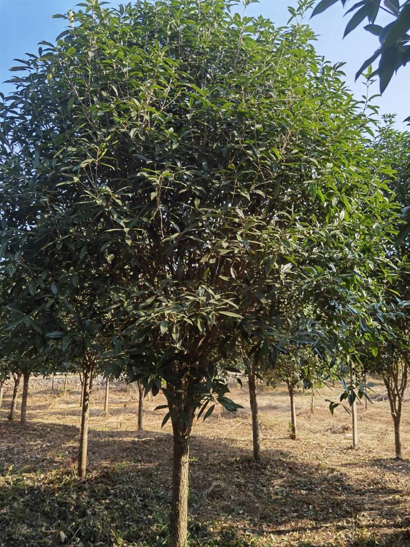 丹桂10公分20公分假植苗，地苗价格面议精准